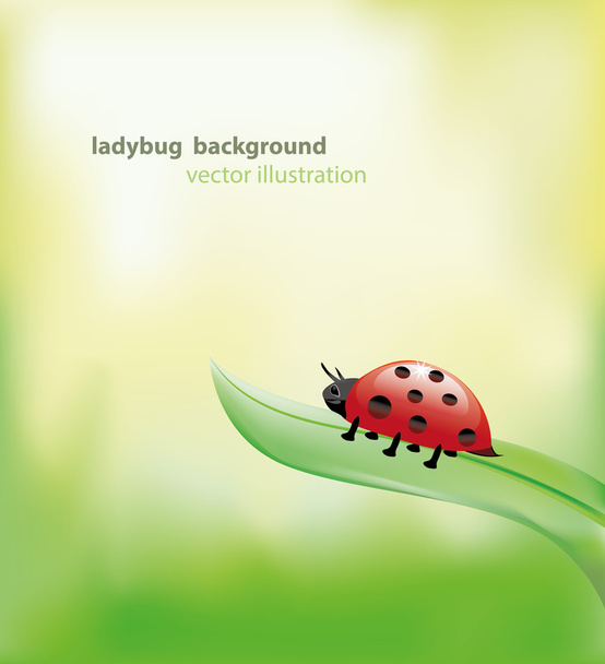 Ladybug on a leaf - Vector, Image