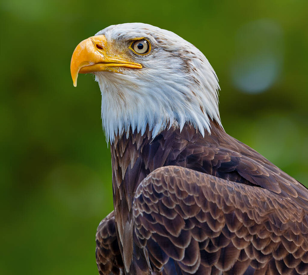 Close-up view of a Bald eagle (Haliaeetus leucocephalus)  - Fotografie, Obrázek