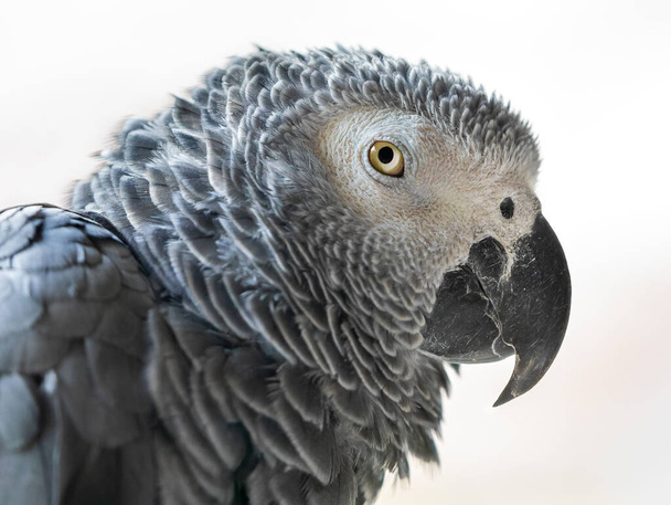 Vue rapprochée d'un perroquet gris (Psittacus erithacus)) - Photo, image
