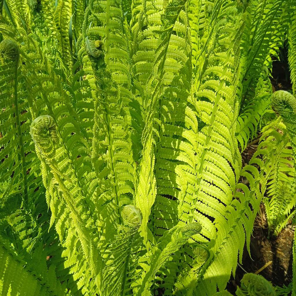 a fern (Polypodiopsida or Polypodiophyta) with green leaves, a vascular plant - Photo, Image