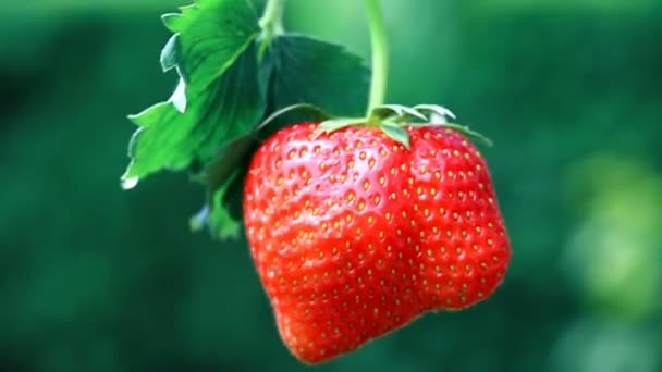 Frutta fresca biologica alla fragola. Le fragole rosse crescono nel giardino estivo. Primo piano di fragola rossa . - Filmati, video