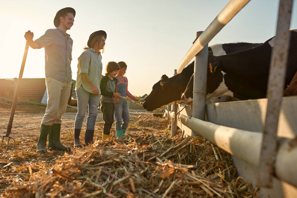 Side view of mother and father looking at daughter and son feeding milk cows with dry corn in paddock on farm. Young caucasian family. Modern hipster countryside lifestyle. Agriculture and farming - Foto, Imagen
