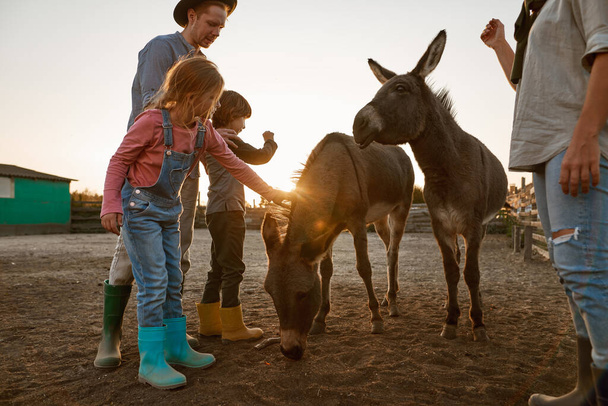 Girl caressing donkey near mother, father and brother in paddock in village or ranch. Modern hipster farm lifestyle. Young european family spending time together. Agriculture. Countryside. Sunset time - Photo, image