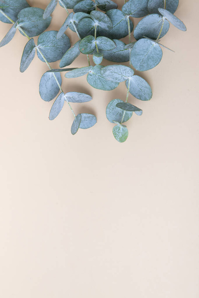 Eucaliptus φύλλα σε έγχρωμο φόντο. Αντιγραφή χώρου. Μπλε-πράσινα φύλλα στο κλαδί για αφηρημένο φυσικό υπόβαθρο. - Φωτογραφία, εικόνα
