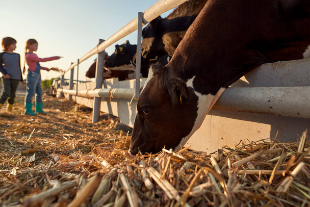 Выборочный фокус коровы, поедающей сухую кукурузу на фоне размытых братьев и сестер, смотрящих на стадо молочного скота в загоне на ферме. Современный сельский образ жизни. Сельское хозяйство Солнечный день - Фото, изображение