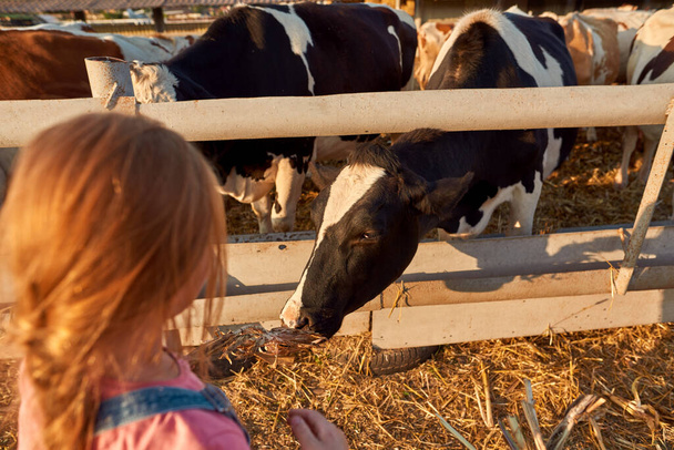 Cropped back view of blonde little girl feeding cow with dry corn in paddock on farm. Beautiful herd of milk cattle. Modern countryside lifestyle. Agriculture and farming. Warm sunny day - Photo, image
