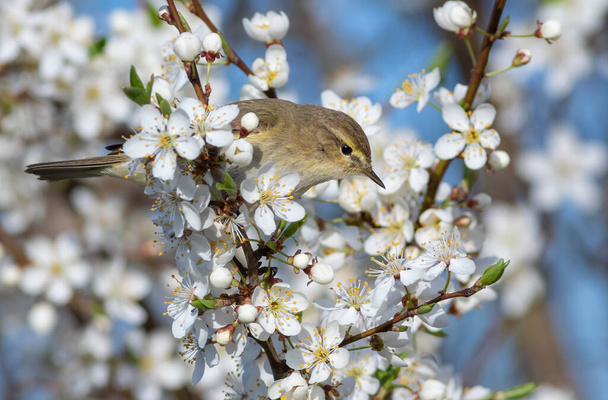 Common chiffchaff, Phylloscopus collybita. Spring. A bird sits on a branch of a blossoming fruit tree - Φωτογραφία, εικόνα