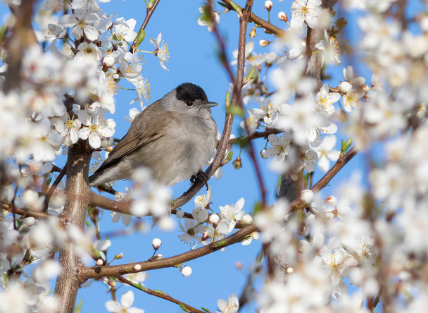 Bonnet noir eurasien, Sylvia atricapilla. Un oiseau est assis sur une branche d'un arbre à fleurs - Photo, image