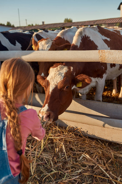 Cropped back view of blonde little girl feeding cow with dry corn in paddock on farm. Milk cattle in row. Modern countryside lifestyle. Agriculture and farming. Warm sunny day - Foto, Imagen
