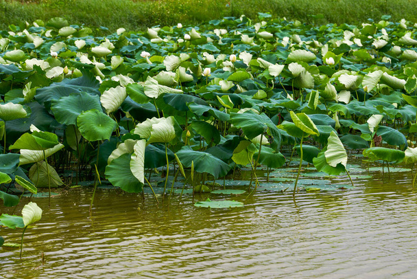 Feuilles et lotus luxuriants dans l'étang de lotus en été - Photo, image