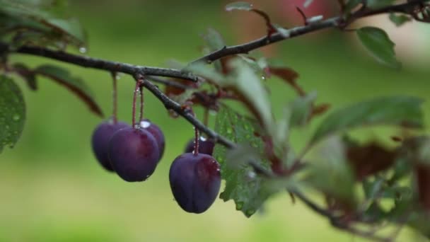 Branch with ripe organic plums in the garden in sunny day, plums on a tree branch in the orchard - Materiaali, video