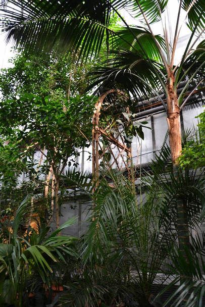 Пальми в саду
 - Фото, зображення