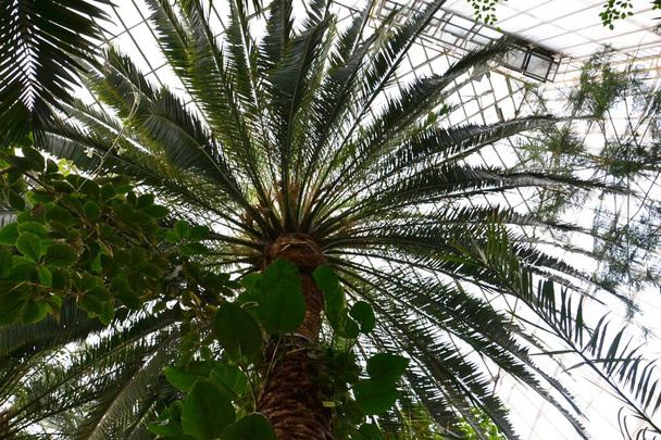 Листя пальмового дерева на тлі блакитного неба
 - Фото, зображення