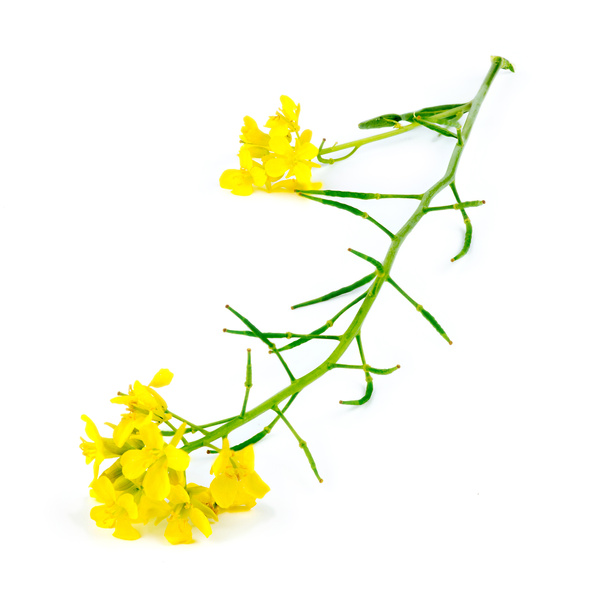 Makro-Nahaufnahme einer natürlichen wilden gelben Senfpflanze - Foto, Bild