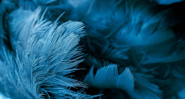 plumas de halcón azul con detalle visible. fondo o textura - Foto, Imagen