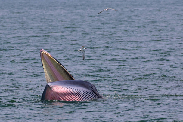 Бридский кит кормит мелкую рыбу в заливе Таиланда - Фото, изображение