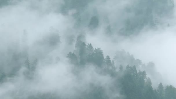 Bosque de pino del Himalaya brumoso en temporada de lluvias - Metraje, vídeo