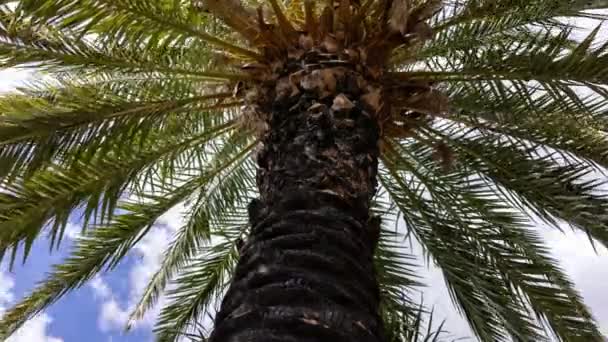 Včasný pohled na palmy v tropické zahradě na Kanárských ostrovech - Záběry, video