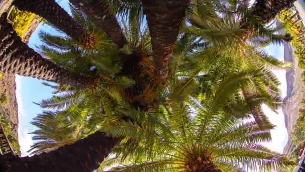 A fish eye timelapse looking up to Palm trees in a tropical garden in the canary Islands - Záběry, video