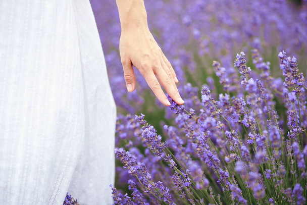 woman touching lavender close-up - Photo, Image
