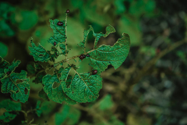 perigoso besouro da batata Colorado em folhas e caules, controle de pragas, fundo natural - Foto, Imagem