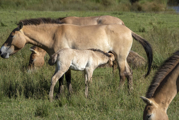 baby pasgeboren przewalski paard portret in de zomer seizoen - Foto, afbeelding