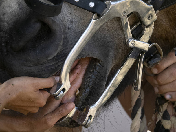 ветеринарный осмотр лошадиного рта - Фото, изображение