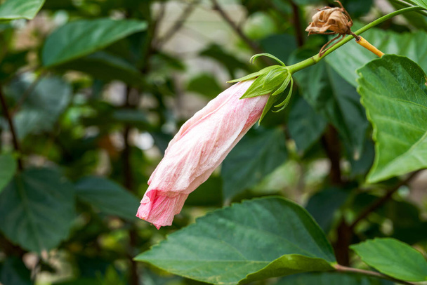 Primer plano de una hermosa flor rosa China rosa flor - Foto, imagen