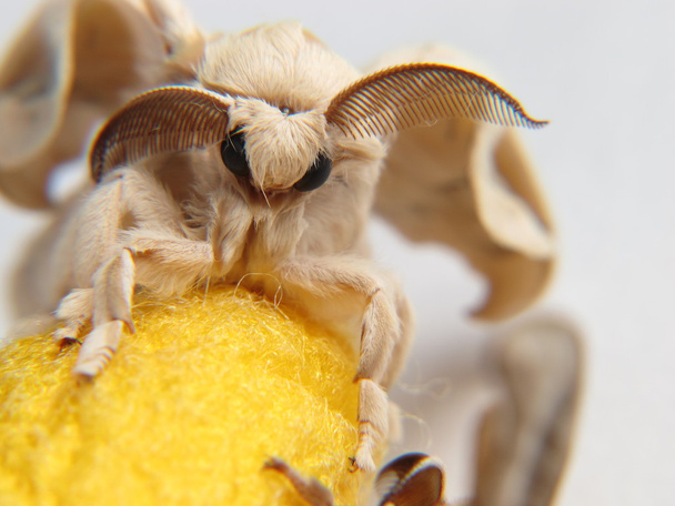 Detail silkworm butterfly on a yellow cocoon - Photo, Image