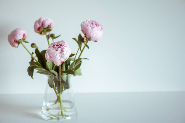 Beautiful pastel pink peonies in vase in white minimalistic interior - Фото, зображення