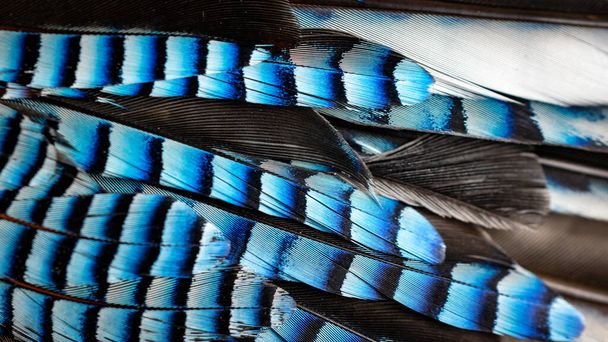 blue and black jay feathers. background or texture - Photo, Image