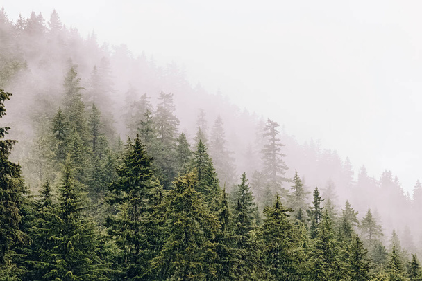 Misty foggy mountain landscape, fir forest on rainy day. - Foto, Imagem