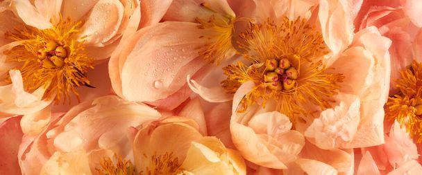 Peony flowers lighted with sunshine floral background - Foto, afbeelding