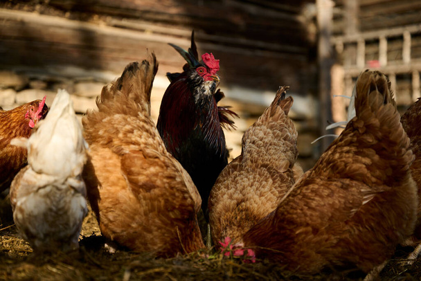 Organic farm, a rooster among hens - Foto, afbeelding