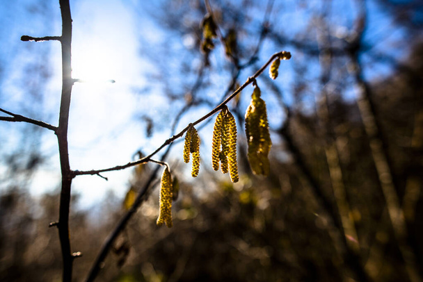 close up of hazel flowers in backlight on the hazelnut forest in Lugo Vicenza Italy - Photo, Image