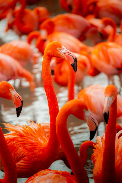 Pink flamingos in natural environment - Foto, imagen
