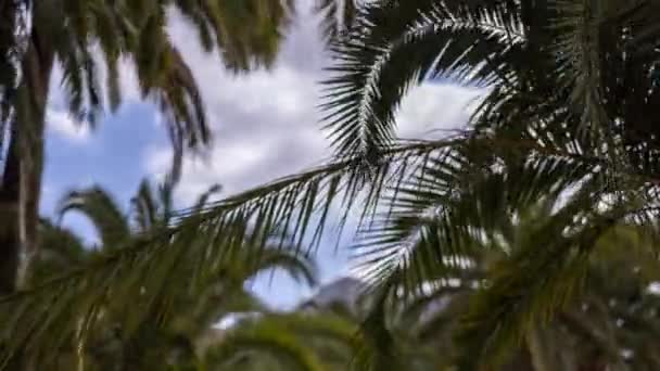 Palmeiras em um jardim tropical nas ilhas canárias - Filmagem, Vídeo