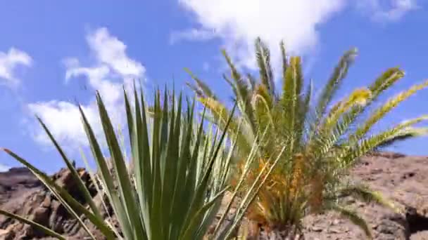 Timelpase kaktusu v tropické zahradě na Kanárských ostrovech - Záběry, video