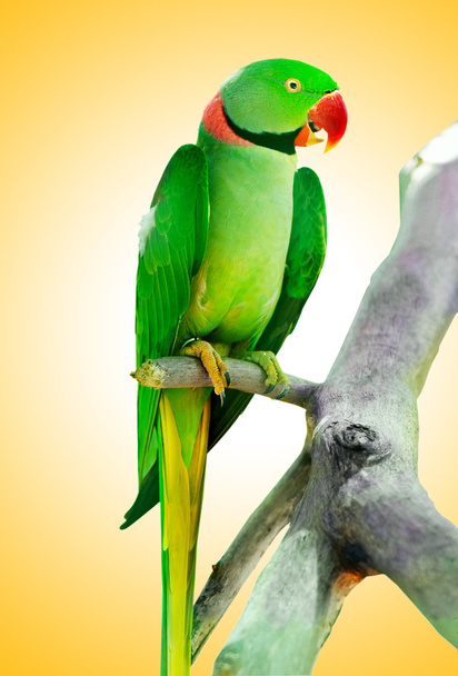 Kolorowy ptak papuga siedzi na grzędzie  - Zdjęcie, obraz