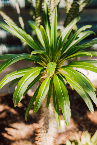 Hermosa planta tropical verde en un día soleado. Foto de alta calidad - Foto, imagen