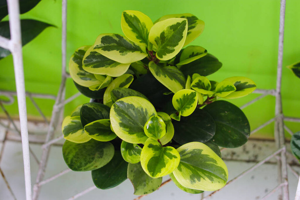 Close-up widok z Obtusifolia lub peperomia zielony (Baby Rubber Plant) z rozmytym tle zielone ściany w podwórku. - Zdjęcie, obraz