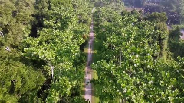 Luchtfoto naar beneden uitzicht op een wandelend leeg pad in de groene boom en gazon - Video