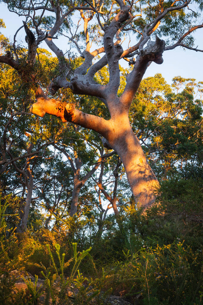 Albero in boscaglia con luce del mattino sul tronco - Foto, immagini