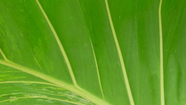 green leaf texture nature background - Photo, image