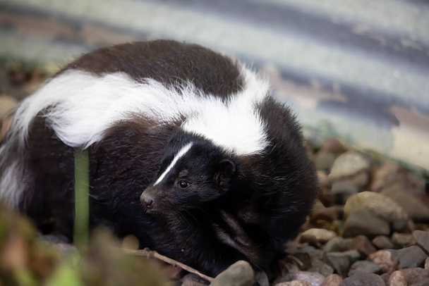 Pruhovaný skunk (Mefitis mephitis) v blízkosti lidského obydlí  - Fotografie, Obrázek
