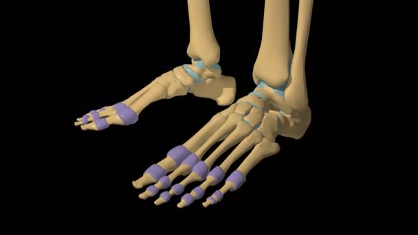 Synoviale Gelenkanatomie des menschlichen Skeletts mit Gelenkkapsel 3D-Animation - Filmmaterial, Video