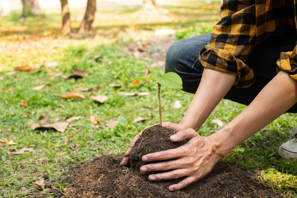 Las manos del joven están plantando plántulas jóvenes en terreno fértil, cuidando de cultivar plantas. Día Mundial del Medio Ambiente, protección de la naturaleza. - Foto, Imagen