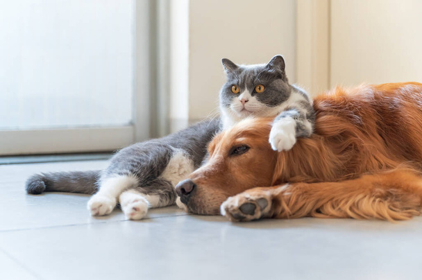 Golden Retriever and British Shorthair are friendly - Photo, image