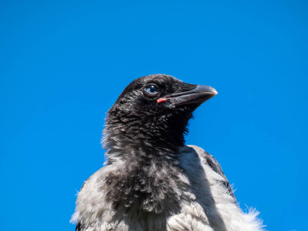 Close-up shot of the juvenile hooded crow (Corvus cornix) with dark plumage and with blue and grey eyes sitting on a branch of a tree in bright sunlight with blue sky in the background - Photo, Image