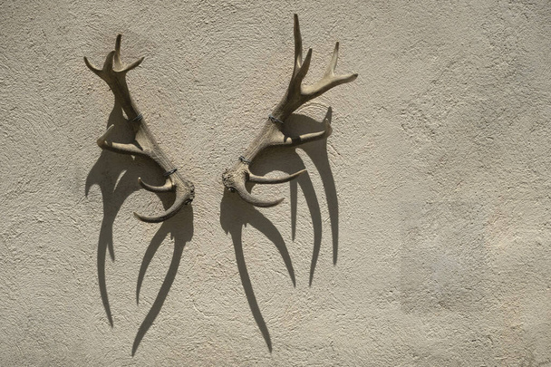 оленьи рога на стене здания - Фото, изображение